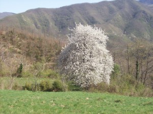 ciliegio in fiore